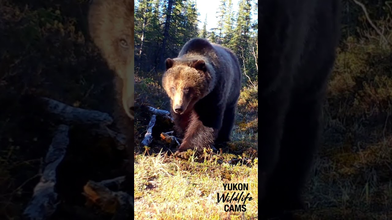 Yukon wildlife: Largest bear of the year