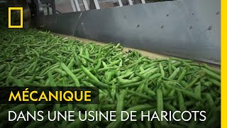 Découvrez ce qu'il se passe entre la récolte des haricots verts et leur mise en boîte