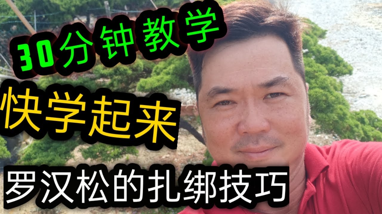 扎綁羅漢松 | 30分鐘教學-初學者必學