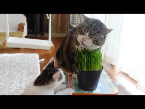 猫草を愛し過ぎているねこ。 -Maru loves cat grass too much.-