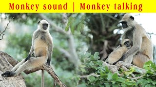 Monkey sound | Monkey talking