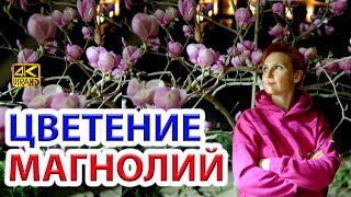 Цветение магнолий