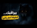 بيراقبك في الضلمة الحقيقة المرعبة عن الذئاب