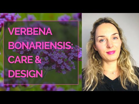 Video: Verbena - plantning og pleje