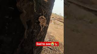 Two Squirrels Dead in Fixed Trap 😢#Wildlife #Squirrels #AnimalSafety #SaveAnimals #Nature #Awareness