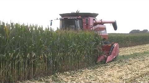 Case IH 8230 Axial-Flow Combine Harvesting Corn