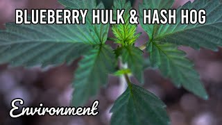 How To Set Up Your Grow Tent Environment (Week 2 - Blueberry Hulk & Hash Hog)