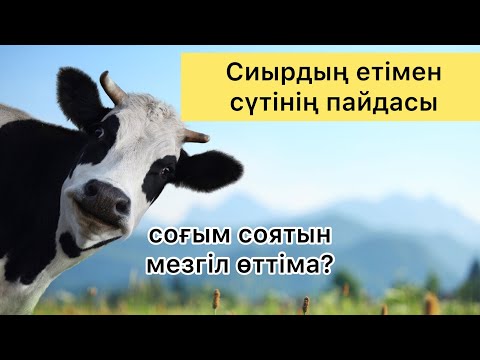 Бейне: Қай сиыр еті пайдалы?