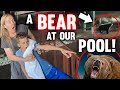 BEAR INVADES THE POOL!