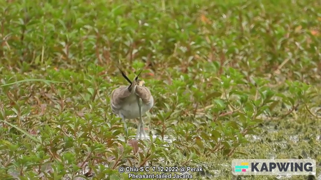 Pheasant-tailed Jacana @ Chiu S C 5378