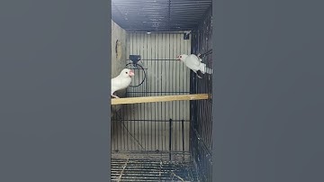 white java sparrow| Birds Lover | Breeding | Java breeding