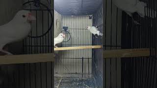 white java sparrow| Birds Lover | Breeding | Java breeding