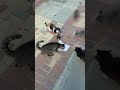 Милые коты кушают. Cute cats eat. Kucing Lucu. Gatos graciosos. Lustige katzen. Chats drôles. 面白い猫.