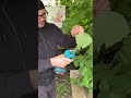 BIAOQINBO Akku-Astschere Profi 40mm | E. Gartenschere mit Bürstenlosem Motor