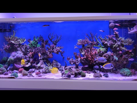 Vídeo: Com Cuidar Un Cargol D’aquari