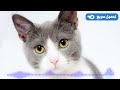 صوت قطة ظريفة جدا مؤثرات صوتية HD 