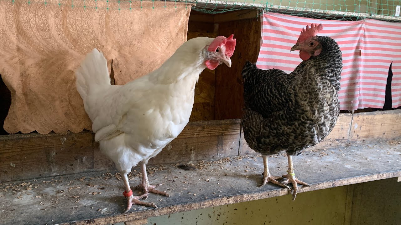 Мешанка для кур индоуток с пророщенным овсом//купила комбикорм индоуткам//сколько сегодня яиц🥚🪺🥚