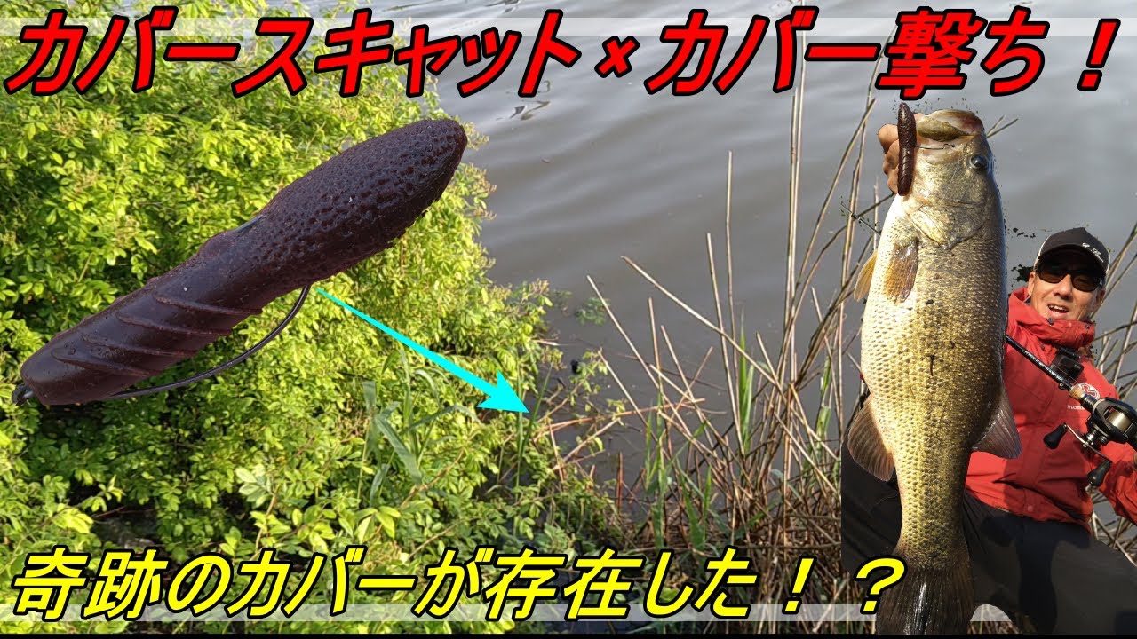 琵琶湖バス釣り カバースキャットで カバー撃ち デプス Youtube 琵琶湖バス釣り カバースキャットで カバー撃ち デプス Youtube