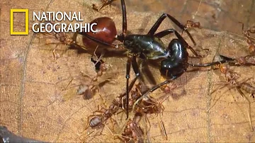 Chemical War of Ant Troops VS. One Goliath Ant|National Geographic