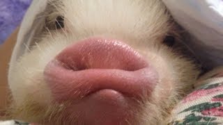 Baby Pigs - Funny And Cute Baby Pig Videos Compilation (2019) #2
