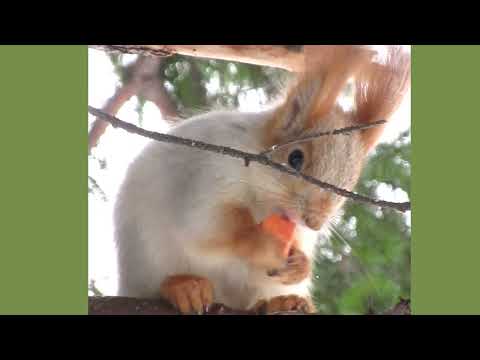 Видео: Любимое занятие белки - Squirrel's favorite thing - La cosa preferita dello scoiattolo - 松鼠最喜歡的東西