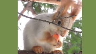 Любимое занятие белки - Squirrel's favorite thing - La cosa preferita dello scoiattolo - 松鼠最喜歡的東西