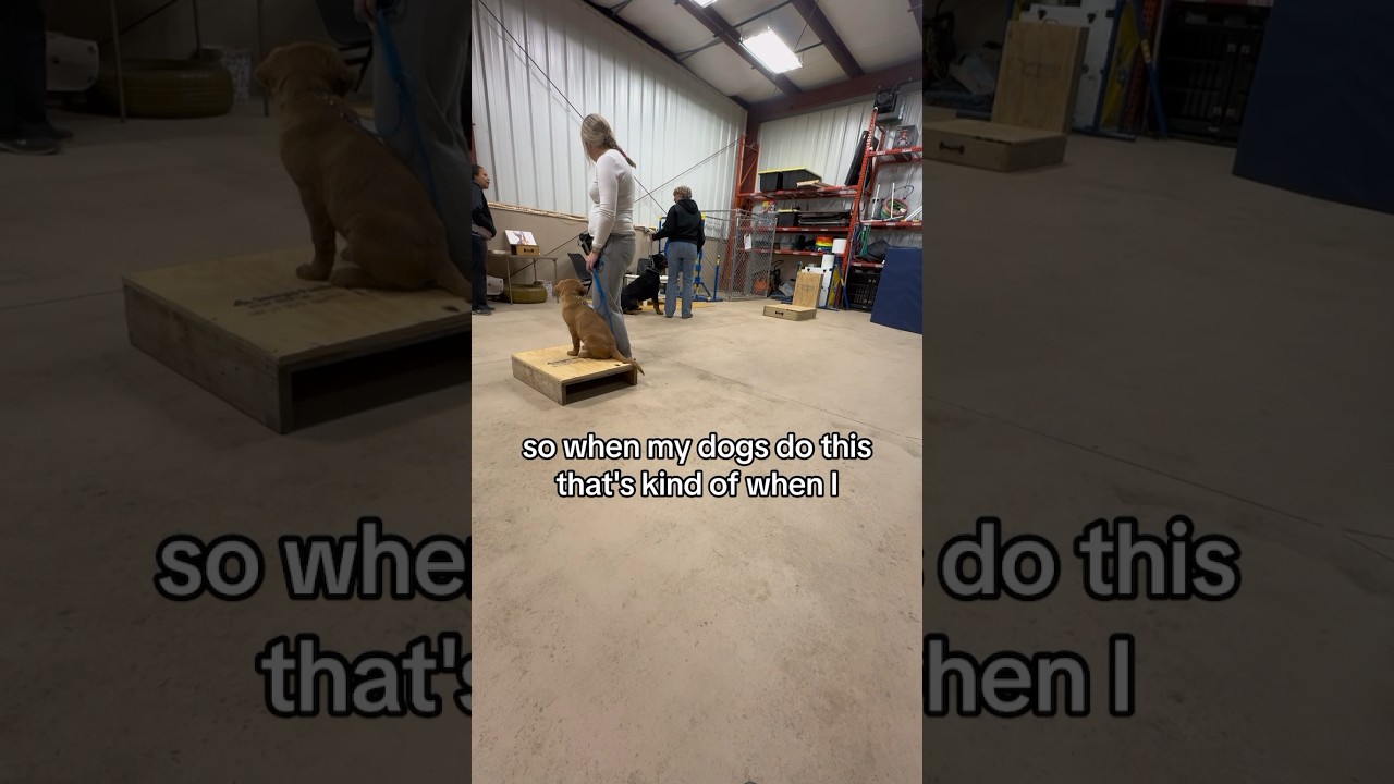 Group Class Basic Obedience Dog Training Brighton, MI🐾 szegihausk9 goldenretriever rottweiler