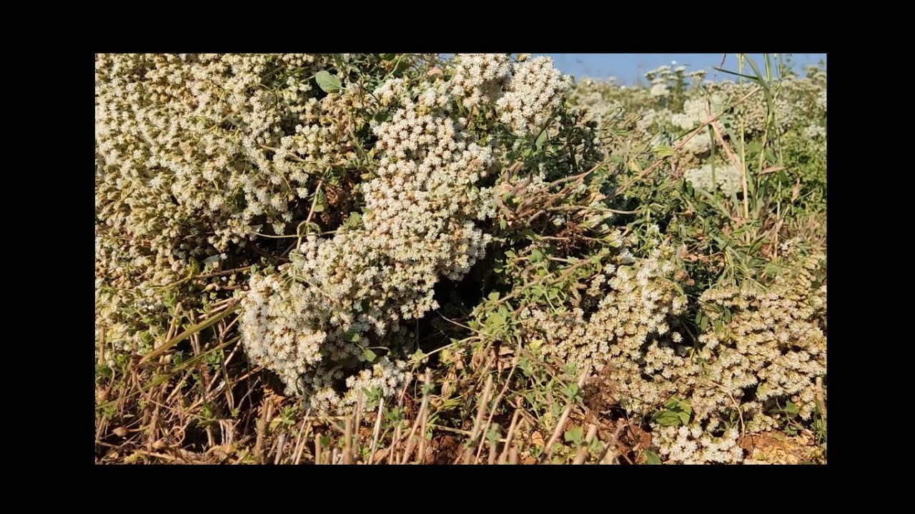 Kekik Hasadı ve İşlenmesi