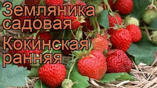 видео Клубника Симфония и ее описание, характеристика, отзывы | Ягодный сад, или прикладное садоводство в советах, вопросах и ответах