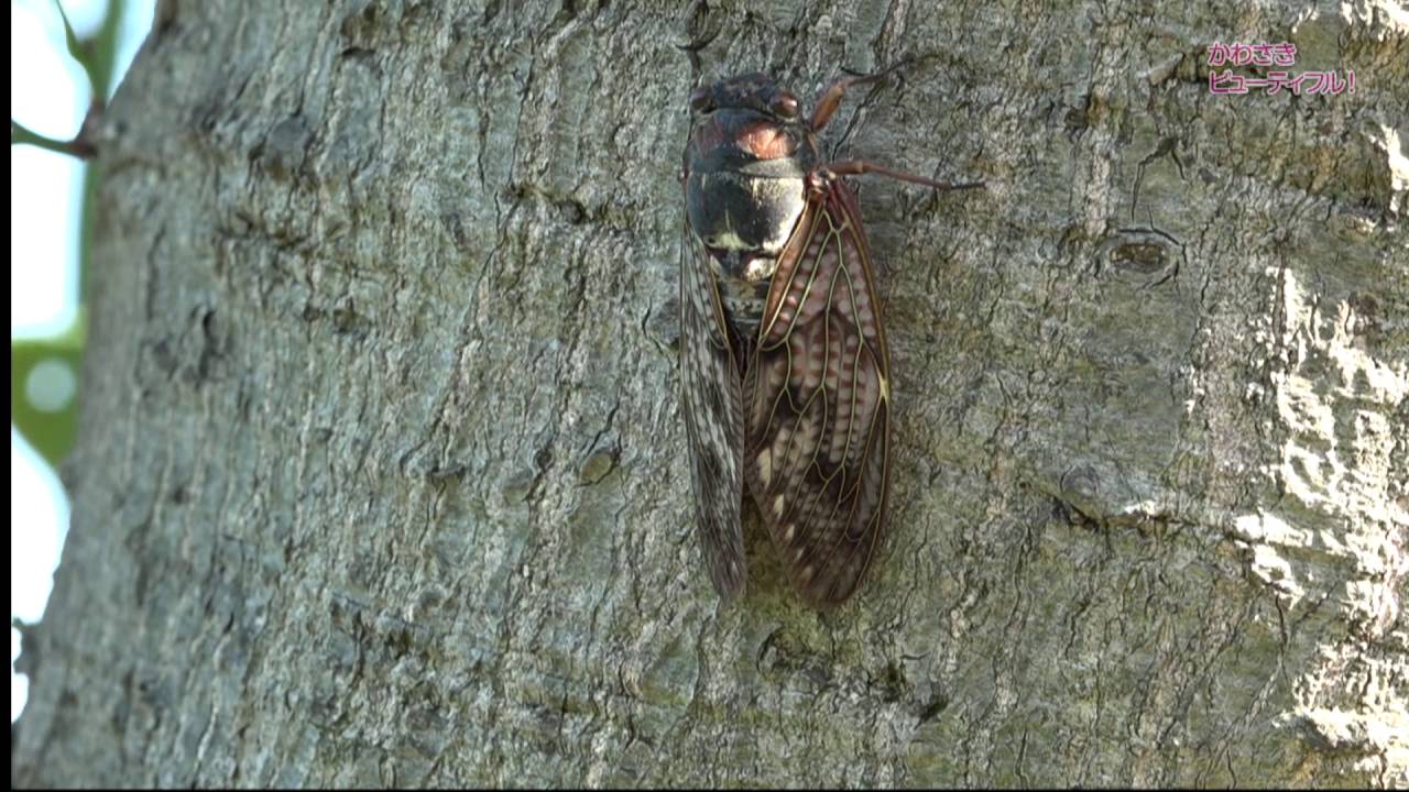 ハードな一生 蝉 かわさきビューティフル Youtube