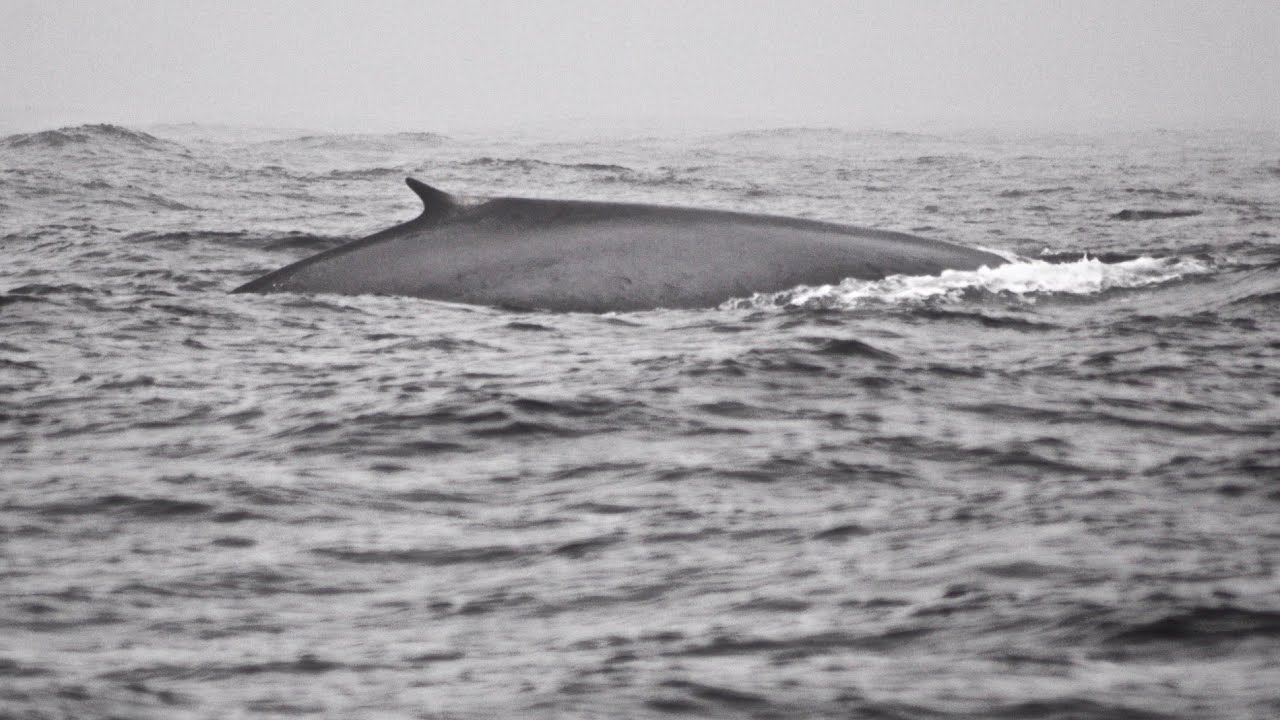 Whale Watching in Gaspé | Forillon National Park | Wildlife Photography