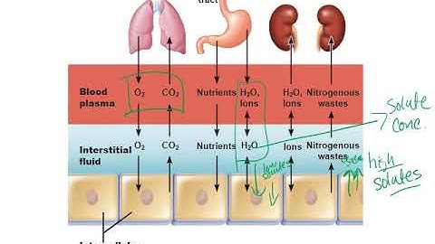 Chapter 26 Lecture part 1