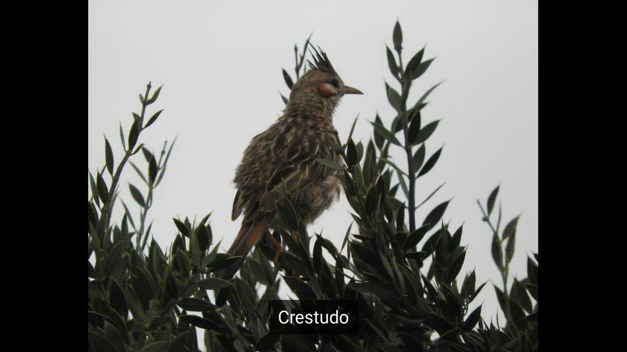 Aves en Uruguay - Birds in Uruguay