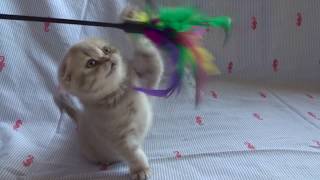 Lilac tabby folded ear Scottish Fold female kitten