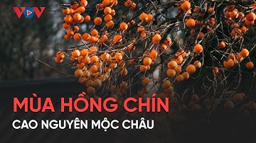 Đến cao nguyên mộc châu trải nghiệm mùa hồng chín
