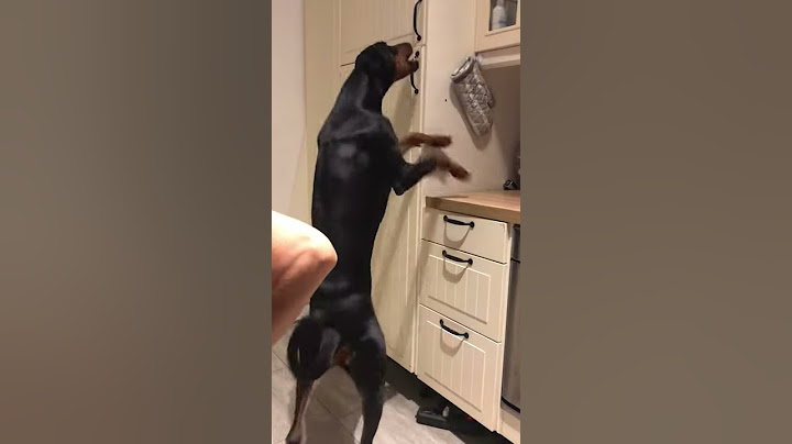 Cane intelligente parte 1