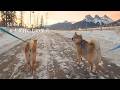 冬のカナディアンロッキーで柴犬と暮らすと、朝はこんな感じです【4K】