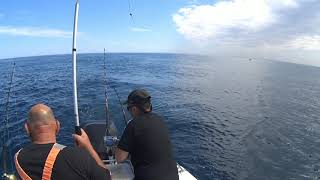 Portland wild bluefin tuna vic day 1 ...