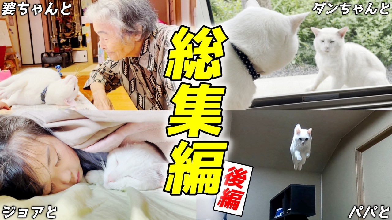 次男猫と家族になり歩んできたこれまでの軌跡！総集編【家族とのふれあい編】