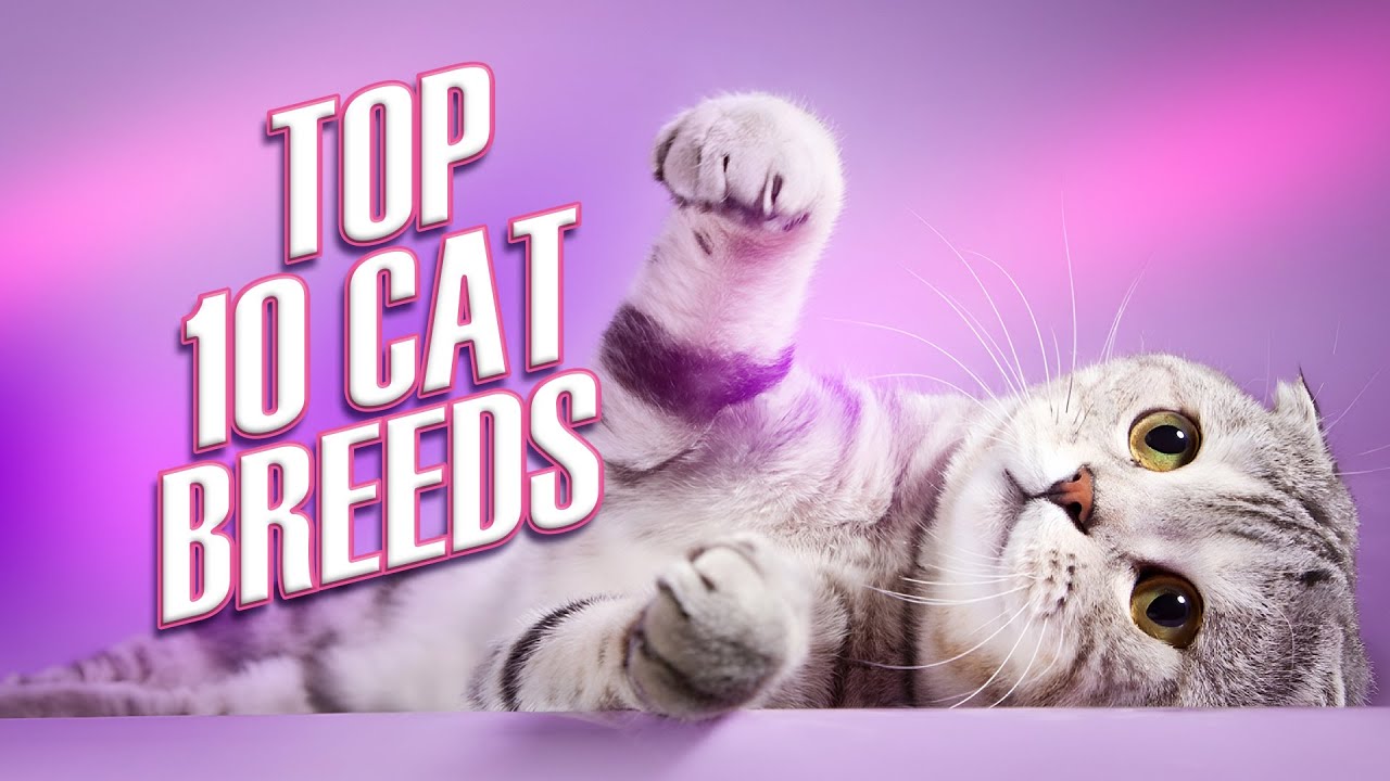 Top 10 Cat Breeds Top 10 Domesticated Cat Breeds Top 10 Most