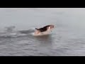 Beagle in the ocean pulls off epic dolphin impression