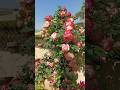 Double delight rose plant fully blooming #davidaustinroses #rosegarden #plantcare #youtubeshorts