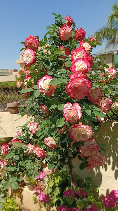 Double delight rose plant fully blooming #davidaustinroses #rosegarden #plantcare #youtubeshorts