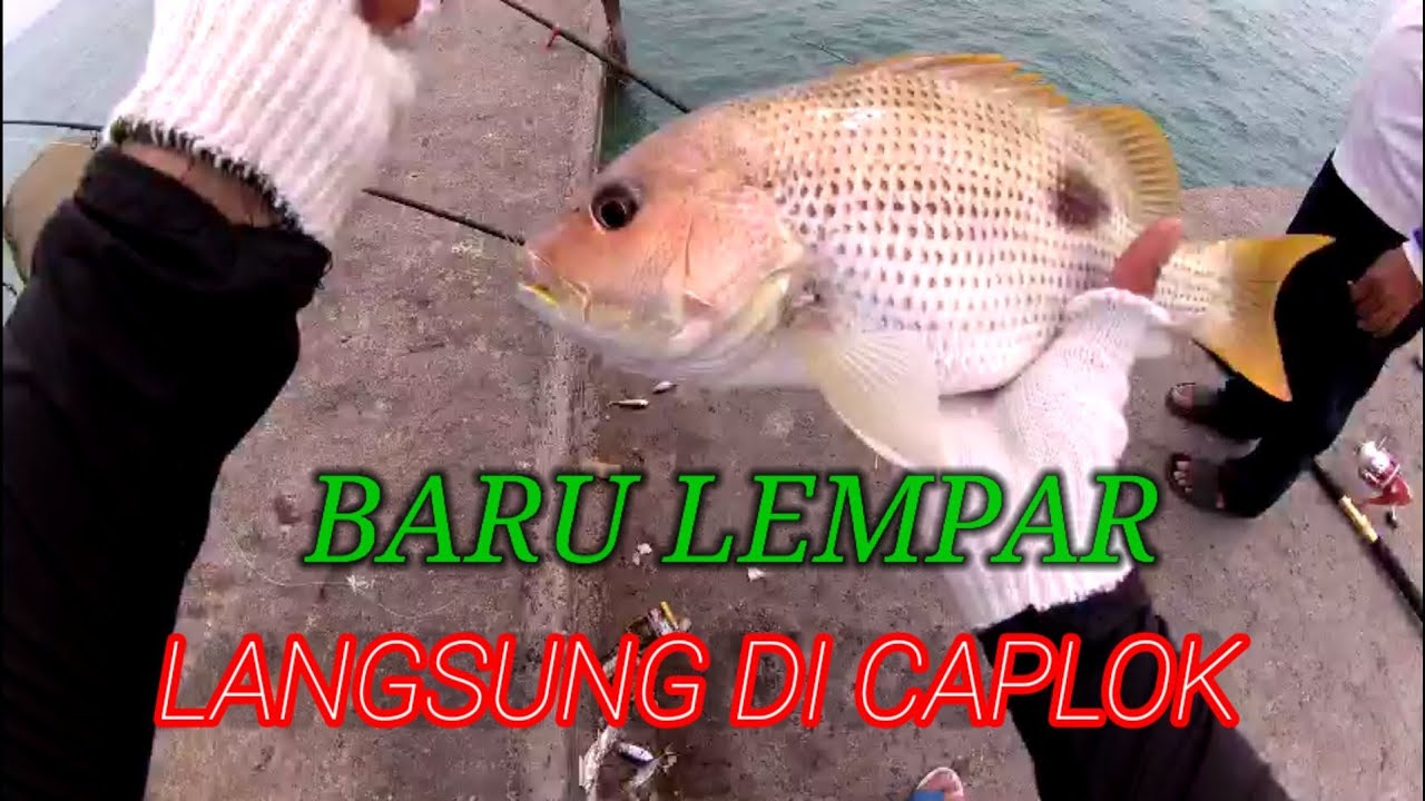 Umpan ikan selar hidup strike ikan tompel || Pemecah ombak pelabuhan