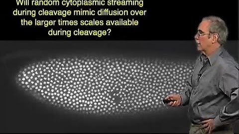 How the Bicoid gradient may be formed - Eric Wieschaus (Princeton/HHMI)