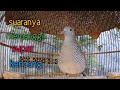 Suara Perkutut Lokal Memanggil Kawan Sangat Keras Mp3 - Mp4 Download