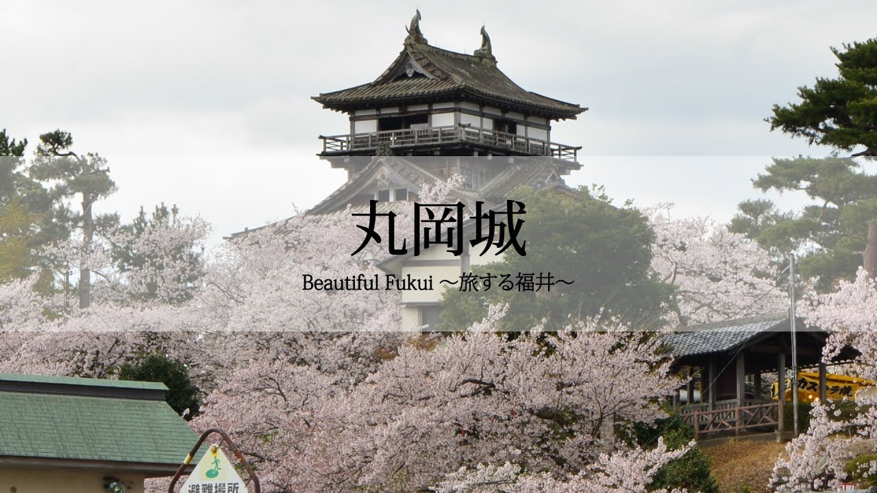 丸岡城の桜 を30秒の動画で見る Beautiful Fukui 旅する福井 福井の旬な街ネタ 情報ポータル 読みもの ふーぽ