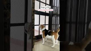 Dogs in 90s vs now #dog #beagle #thenvsnow #doodlethebeagle #dogshorts #funnydogvideos