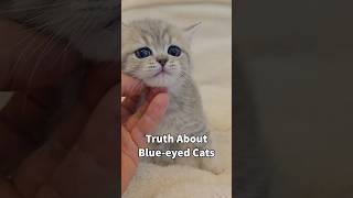 Interesting Cat Facts  Blueeyed cats #shorts #catshorts #catfacts #viral