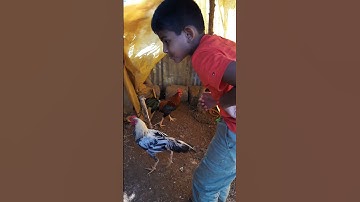 Thumbnail of funny moments with them #funny #Cavendish music #fun #game #loveforanimal #loveforbirds #moments
